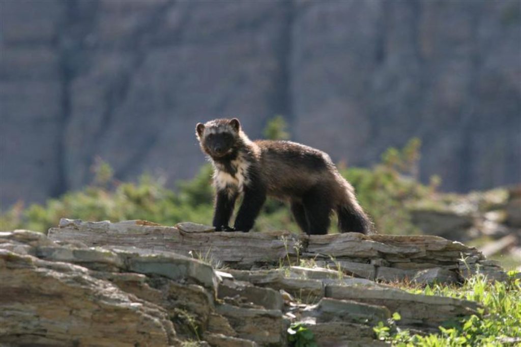 A wolverine at Glacier National Park in Montana.
