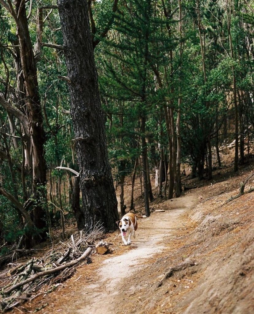 A dog running through woods.