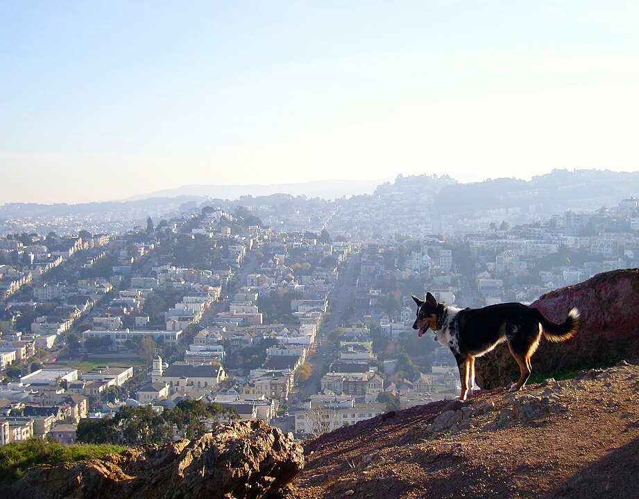 dog looking at the view on top of corona heights.