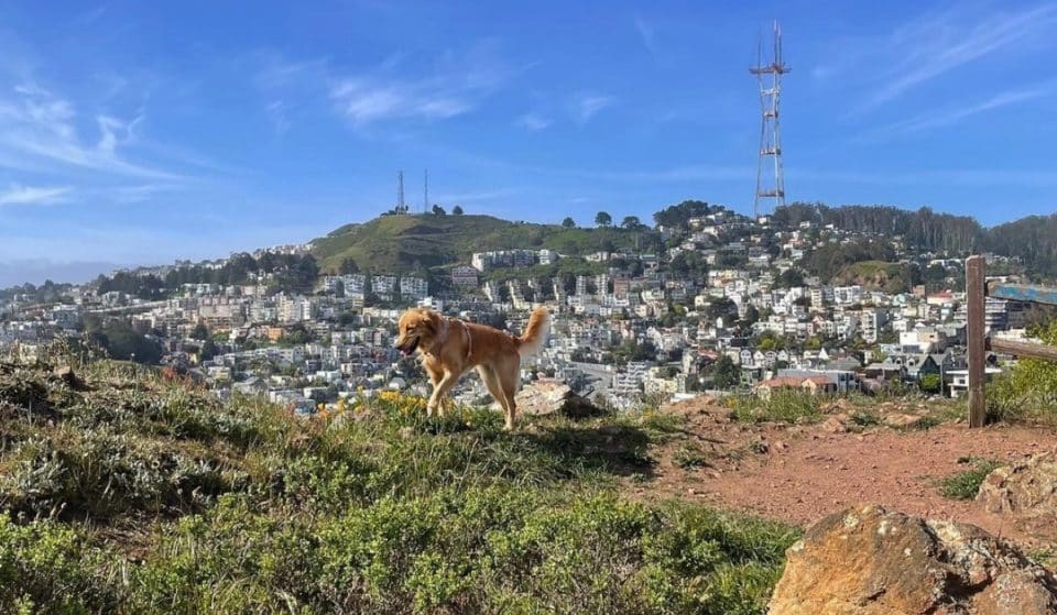 10 Wonderful Dog Parks In San Francisco To Play With Your Pets