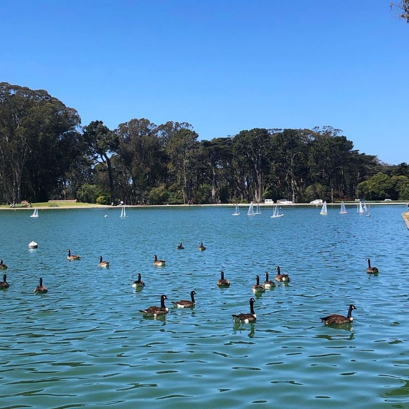 Geese and model boats float in the water at Spreckels Lake.