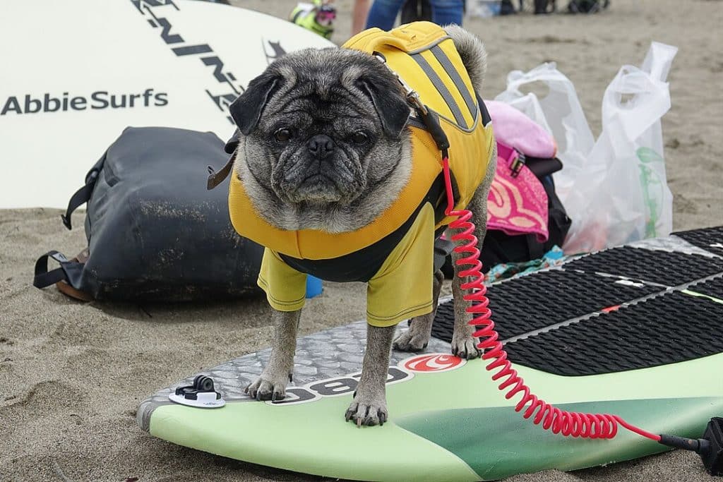 Pug standing on a surfboard.