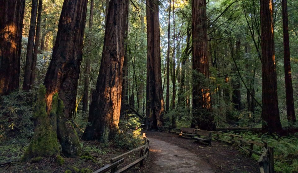 10 Beautiful Forests Near San Francisco Perfect For Admiring Redwoods