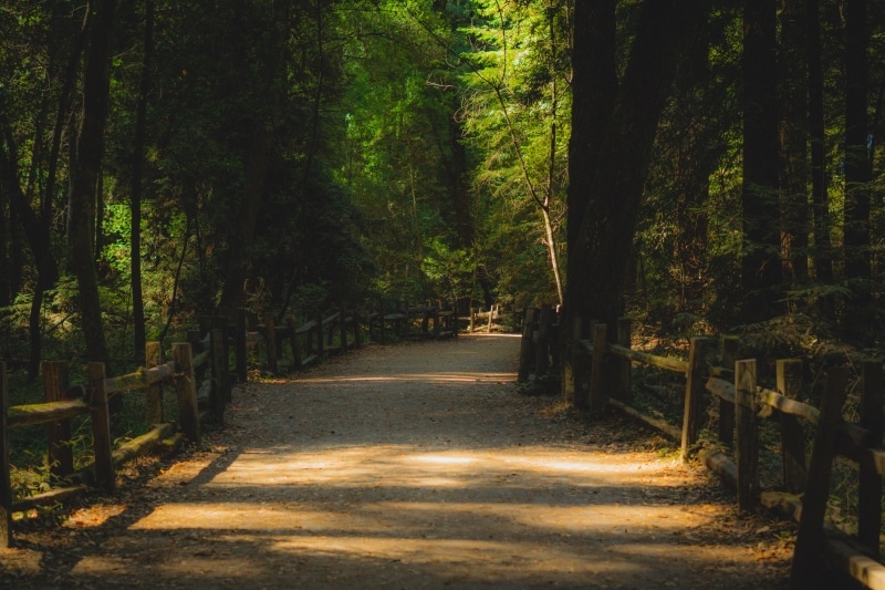 a path in a forest near San Francisco