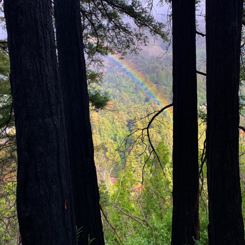 a rainbow through the trees in a forest near san francisco 