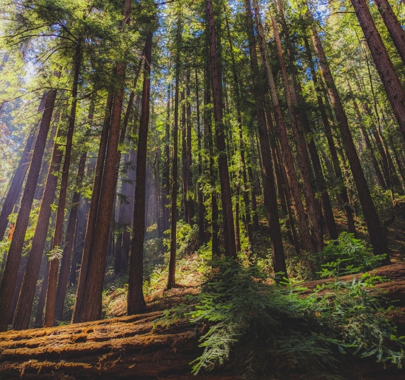 A sunny forest near San Francisco