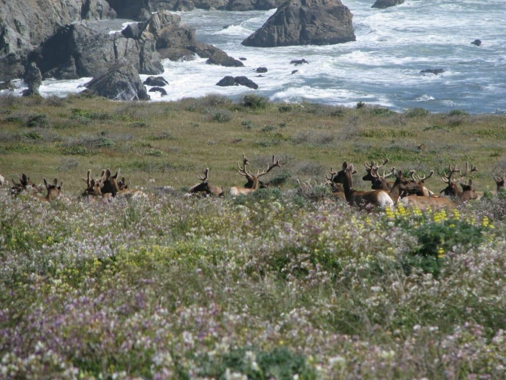 elk in front of the ocean