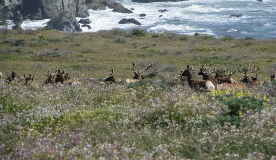 This Scenic Point Reyes Hike Is Perfect For Seeing Tule Elk