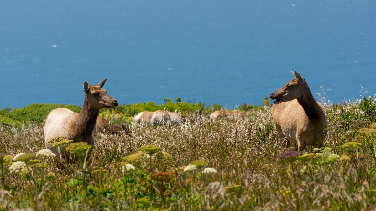 two elk in front of the ocean