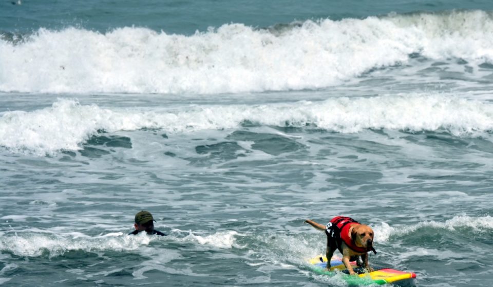 Watch Adorable Dogs Compete In The World Dog Surfing Championship In Pacifica