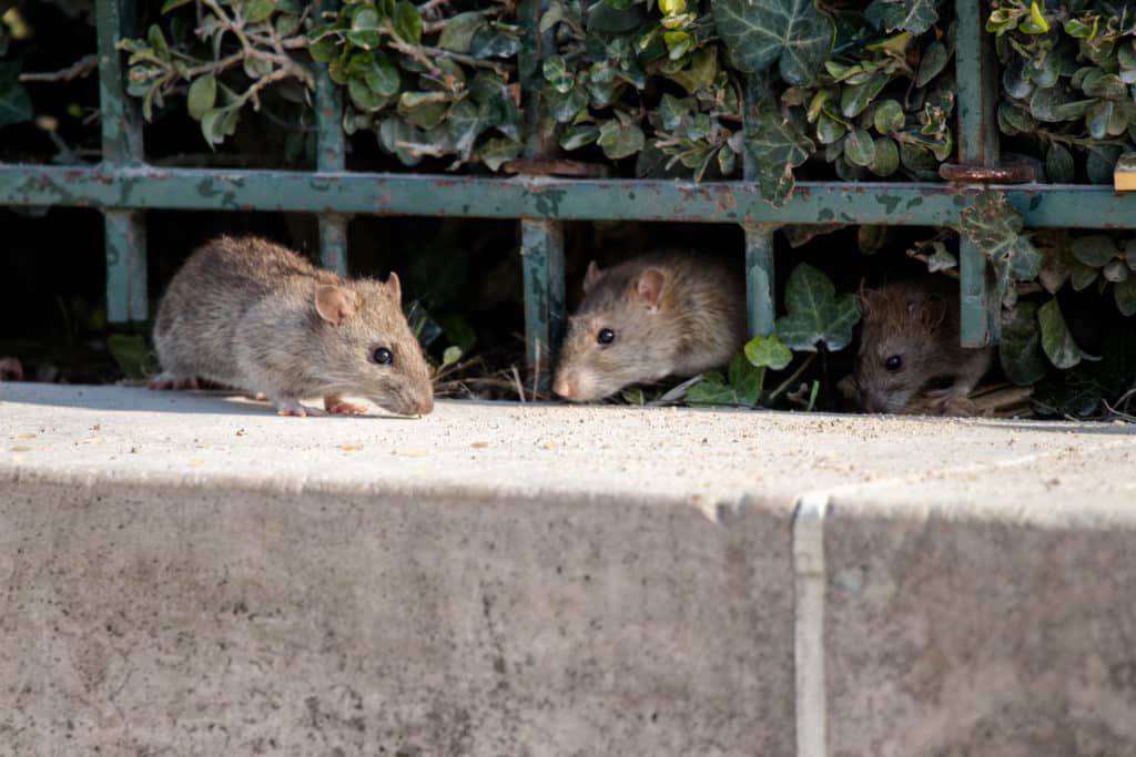 Rats on the street