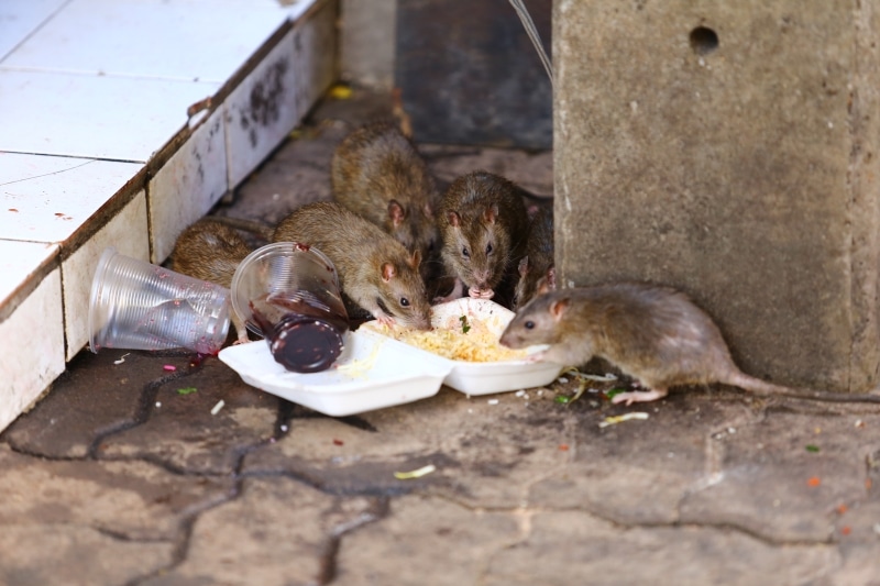 rats eating 