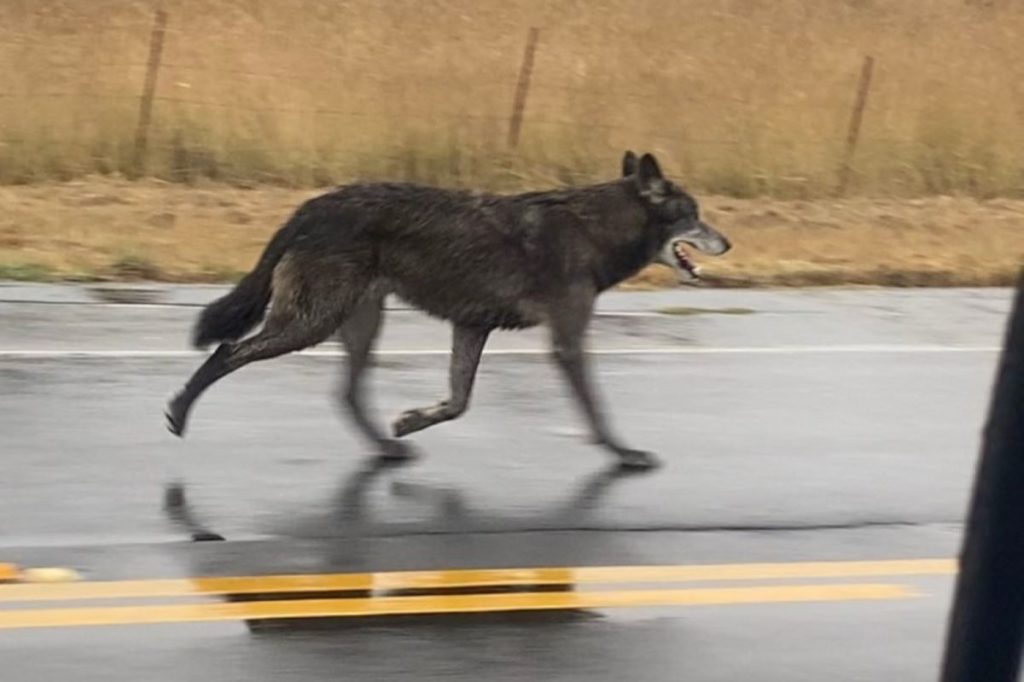 A dark gray wolfdog runs down the road.